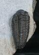 Unusual Pliomera Trilobite From Norway #5897-2